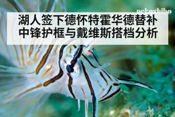 湖人签下德怀特霍华德替补中锋护框与戴维斯搭档分析
